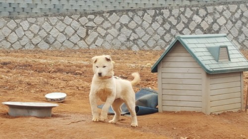 크기변환_개_강아지오줌냄새제거_(11).jpg